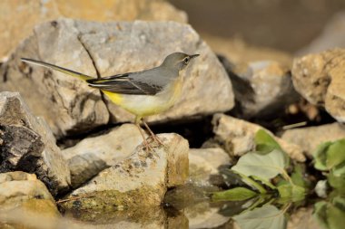 Ormanda Sandpiper (Motacilla Cinerea)