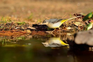 Sandpiper gölet suyuna yansıtılır (Motacilla cinerea)