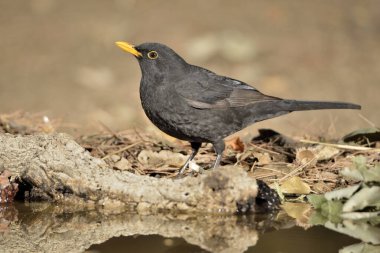 Ormanda Karatavuk (Turdus merula)
