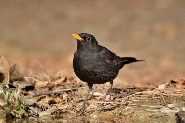 Ormanda Karatavuk (Turdus merula)