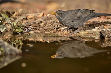 Parktaki gölde karatavuk (Turdus merula)