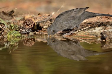 Parktaki gölde karatavuk (Turdus merula)