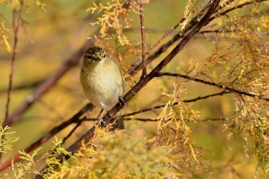 Çalı üzerinde tünemiş yaygın şifaff (Phylloscopus collybita)