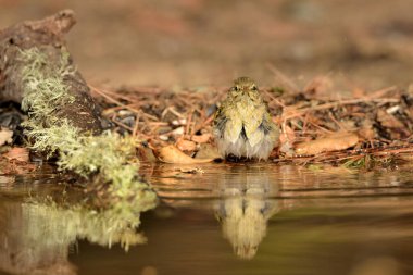 Parktaki havuzda yıkanan Chiffchaff (Phylloscopus collybita)