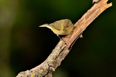 Bir dala tünemiş yaygın şifaff (Phylloscopus collybita)