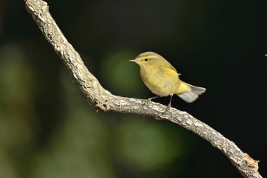 Bir dala tünemiş yaygın şifaff (Phylloscopus collybita)