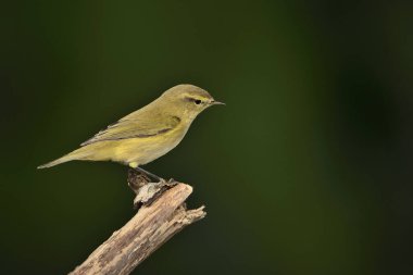 Bir dala tünemiş yaygın şifaff (Phylloscopus collybita)