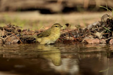 Parktaki havuzda yıkanan Chiffchaff (Phylloscopus collybita)