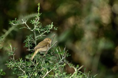 Çalı üzerinde tünemiş yaygın şifaff (Phylloscopus collybita)