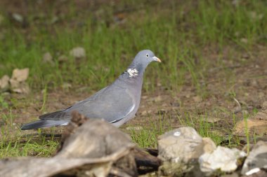 Ahşap güvercin veya basitçe tahta güvercin (Columba palumbus)