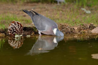 Ahşap güvercin veya basitçe tahta güvercin (Columba palumbus)