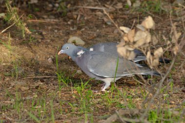 Ahşap güvercin veya basitçe tahta güvercin (Columba palumbus)