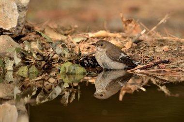 Fareli köyün sinekkapanı gölette banyo yapıyor (Ficedula hypoleuca)