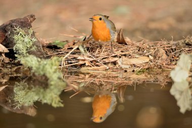 Avrupa bülbülü gölet suyuna yansımıştır (Erithacus rubecula)