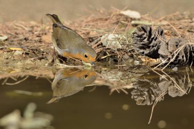 Avrupa bülbülü gölet suyuna yansımıştır (Erithacus rubecula)