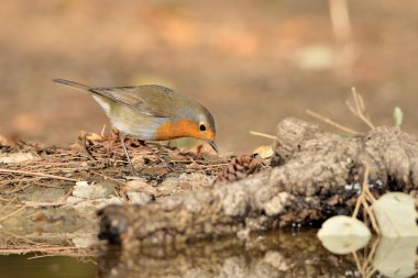 Ormanda Avrupa bülbülü (Erithacus rubecula)