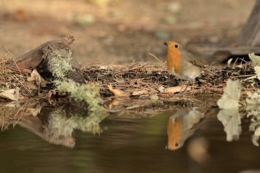 Avrupa bülbülü gölet suyuna yansımıştır (Erithacus rubecula)