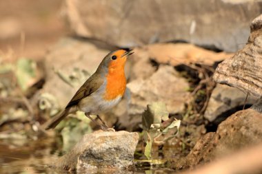 Ormanda Avrupa bülbülü (Erithacus rubecula)