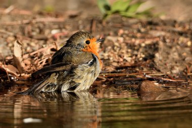 Avrupalı Robin banyo yapıyor (Erithacus rubecula)