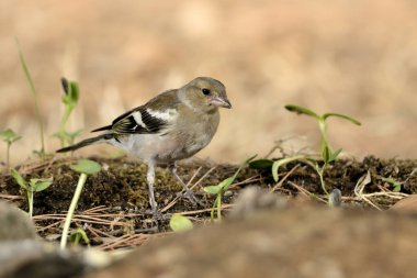 Akdeniz ormanlarında dişi Chaffinch (Fringilla coelebs)