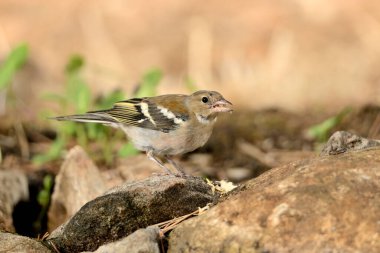 Akdeniz ormanlarında dişi Chaffinch (Fringilla coelebs)