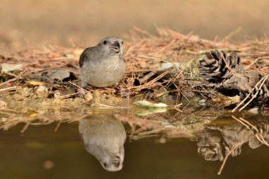 Crossbill içme ve suya yansıma (Loxia curvirostra)