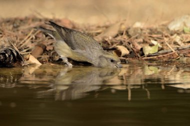 Crossbill içme ve suya yansıma (Loxia curvirostra)