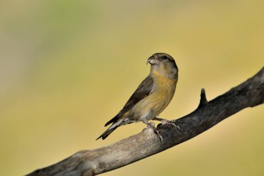 Crossbill bir dala tünedi (Loxia curvirostra)