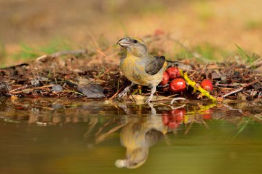 Crossbill içme ve suya yansıma (Loxia curvirostra)