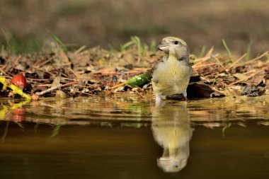 Crossbill içme ve suya yansıma (Loxia curvirostra)