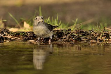 Crossbill içme ve suya yansıma (Loxia curvirostra)