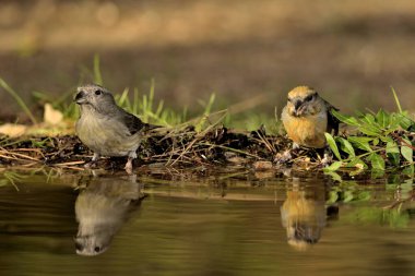 Crossbill içme ve suya yansıma (Loxia curvirostra)