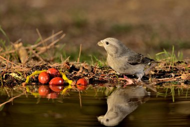 Crossbill içme ve suya yansıma (Loxia curvirostra)