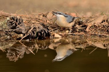 Nuthatch gölete tünemiş (Sitta europaea)