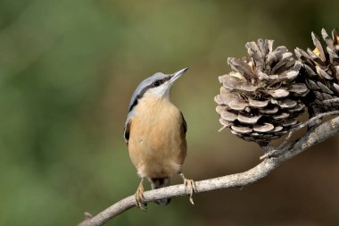 Nuthatch bir dala tünedi (Sitta europaea)