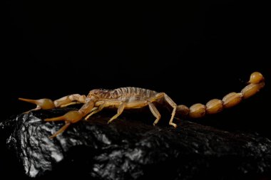 Yaygın, sarı akrep ya da siyah arka planı olan akrep (Fakat bu nedenle okült))