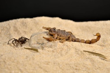 Kumda yaygın, sarı akrep veya akrep (Fakat bu nedenle okült))
