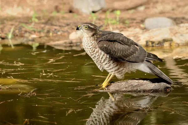 Ormanda Atmaca (Accipiter nisus)