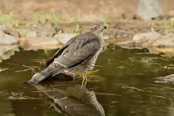 Ormanda Atmaca (Accipiter nisus)