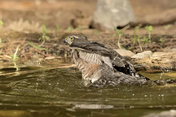 Ormanda Atmaca (Accipiter nisus)