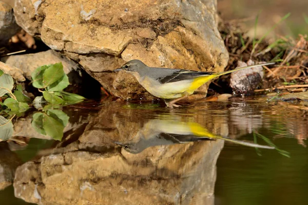 Sandpiper gölet suyuna yansıtılır (Motacilla cinerea)
