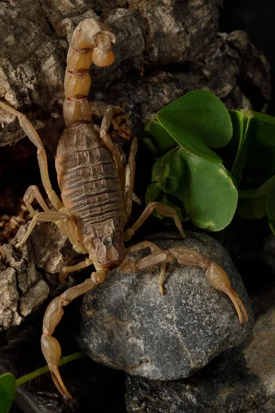 common, yellow scorpion or scorpion with black background (Butthus occitanus)