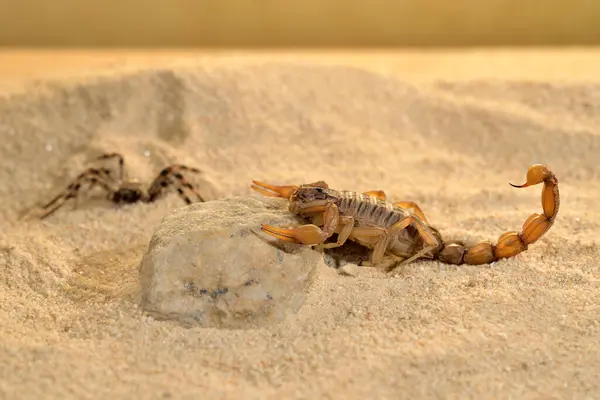 Comune Scorpione Giallo Scorpione Nella Sabbia Butthus Occitanus Immagini Stock Royalty Free