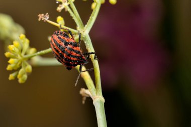 Yeşil çalılıktaki kırmızı koku böceği (pentatomidae))