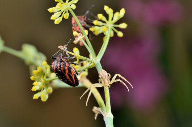 Yeşil çalılıktaki kırmızı koku böceği (pentatomidae))