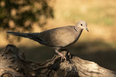 Kütüğün üzerindeki güvercin (Streptopelia decaocto)