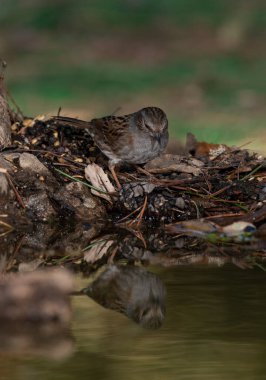 Dunnock in the forest (Prunella modularis)