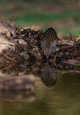 Dunnock in the forest (Prunella modularis)