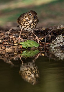 Ormanda ardıç kuşu içmek (Turdus philomelos)