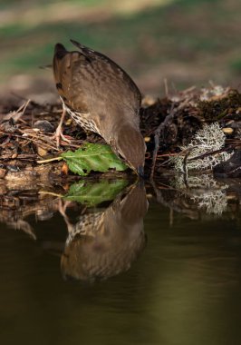 Ormanda ardıç kuşu içmek (Turdus philomelos)